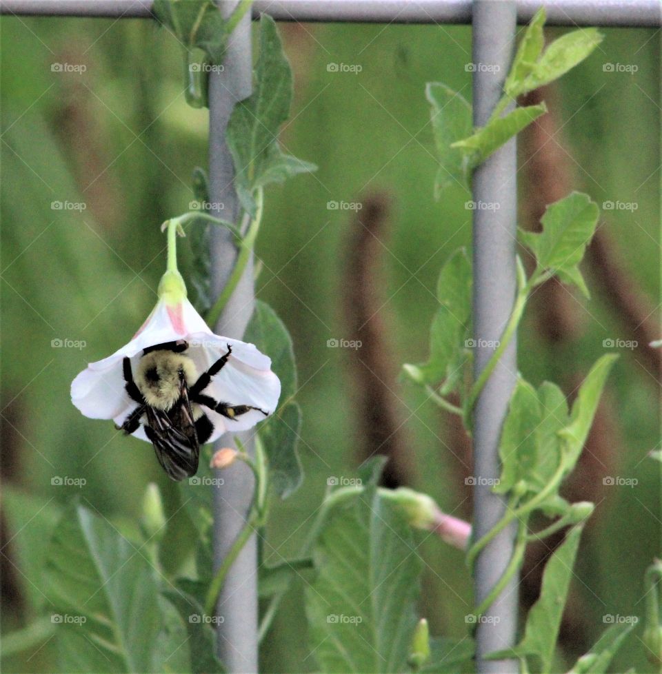 Bumblebee collecting pollen from false bindweed (calystegia sepium) 