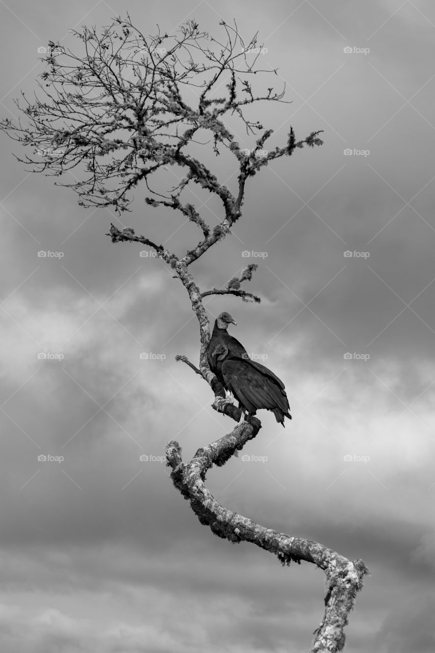 Two vultures waiting for someone's death