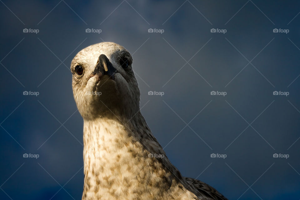 A seagull stare aggressively at the camera