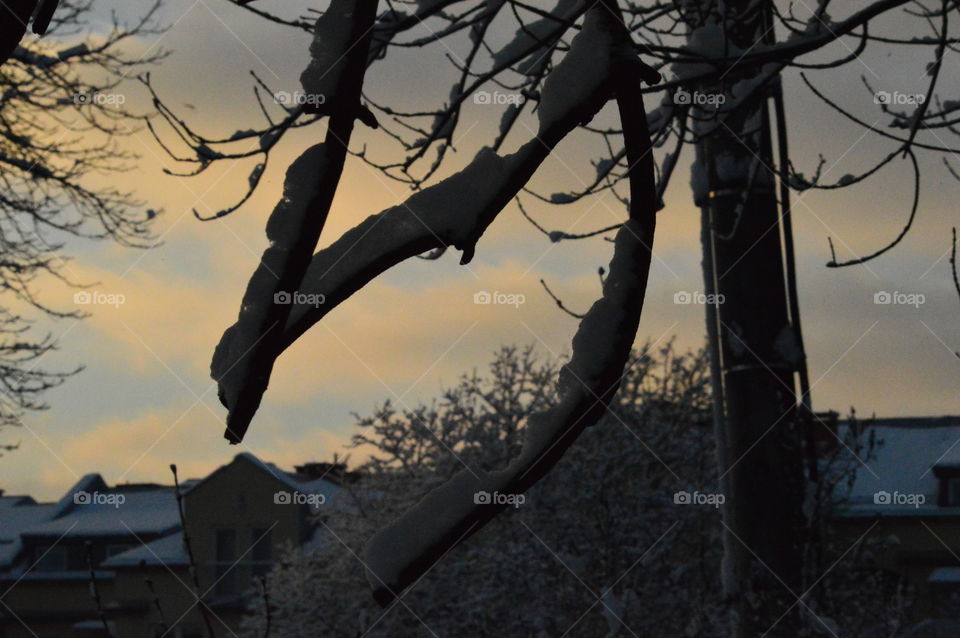 sunset behind winter tree