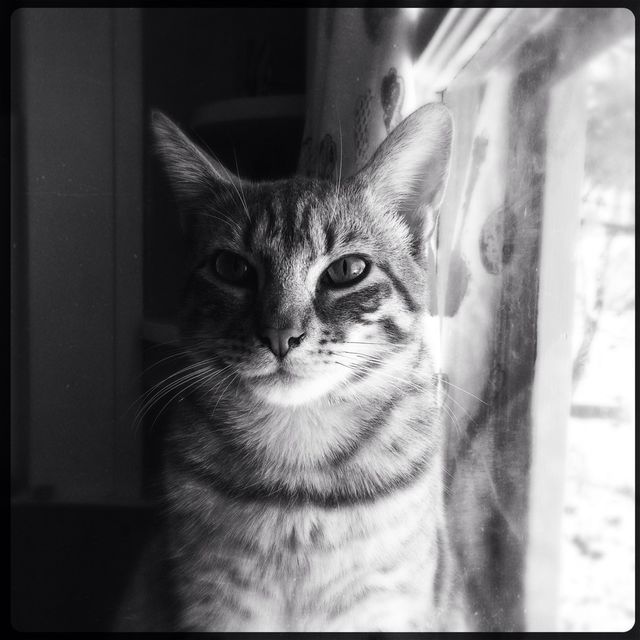 Kitten