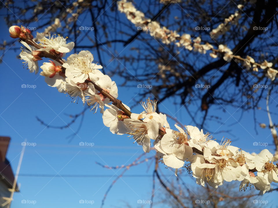 Low angle view of apricot tree