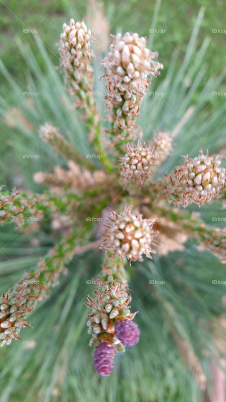 Pine Cone Blooms. Taken up close in Austin TX 