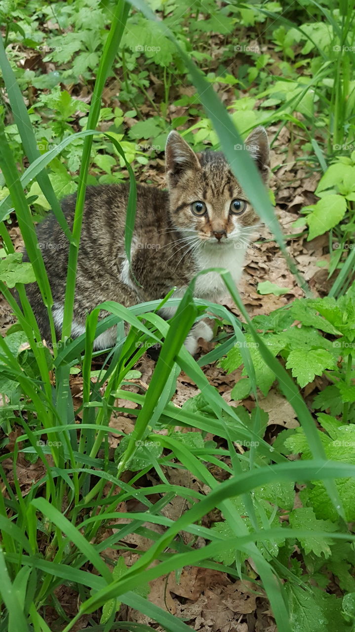 cat in the grass