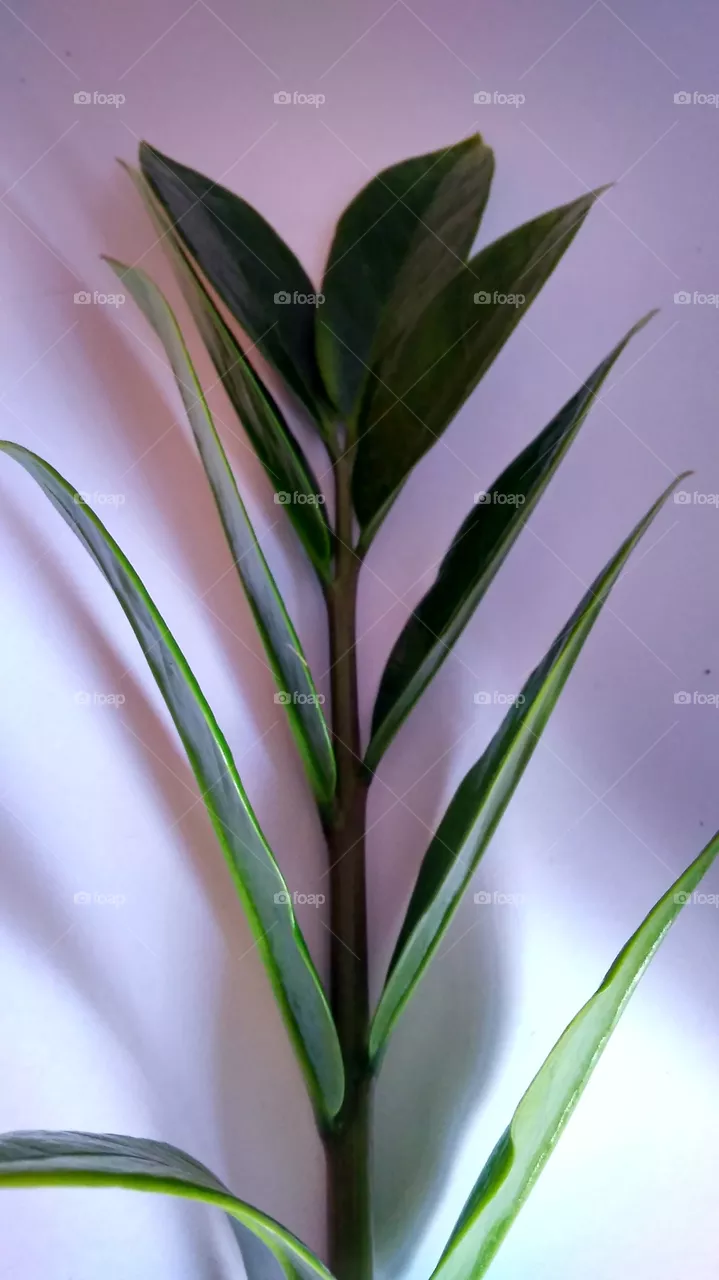 leaf