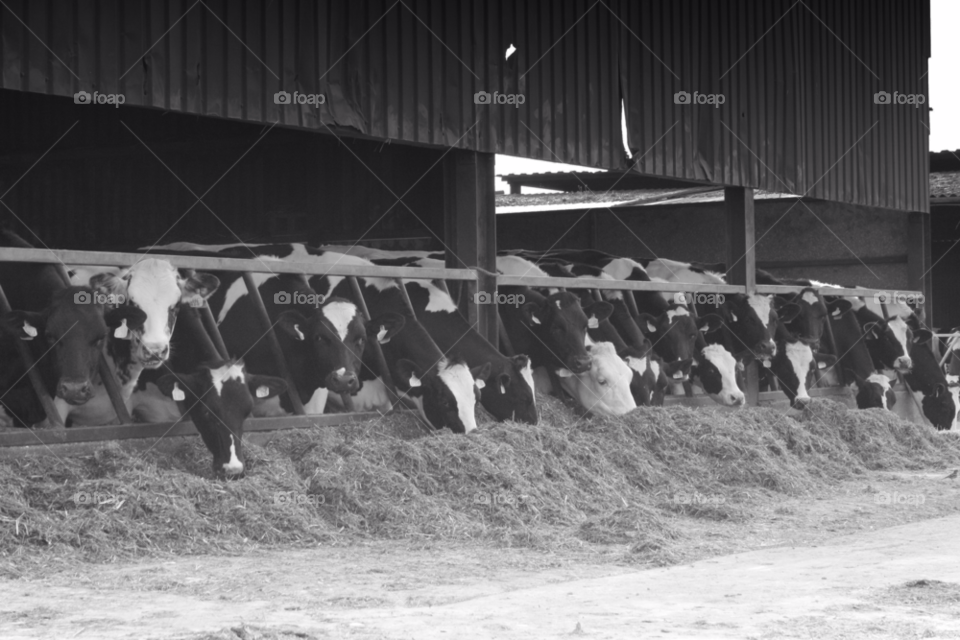 eating milk farm straw by leonbritton123