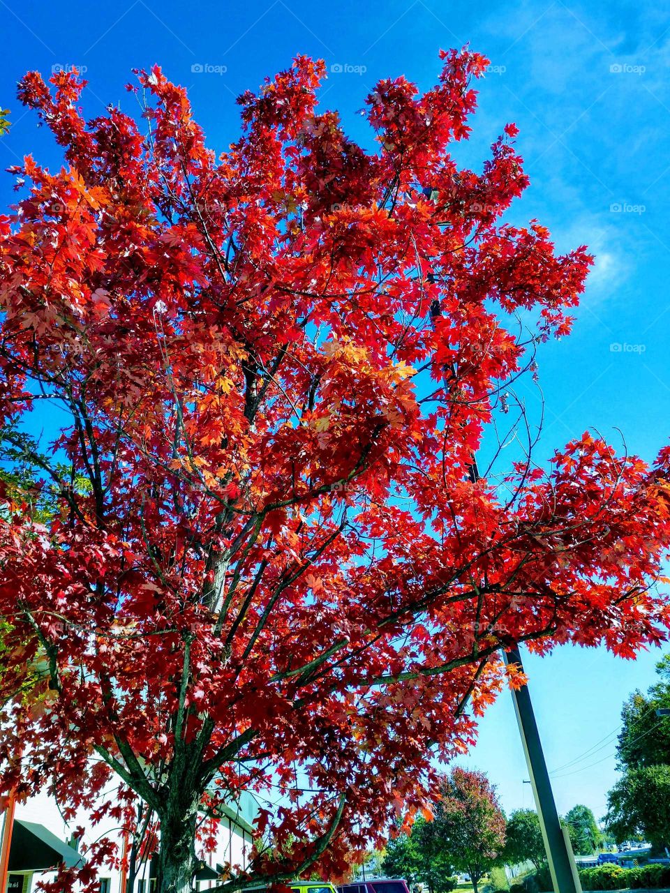 Tree, Nature, Season, Leaf, No Person