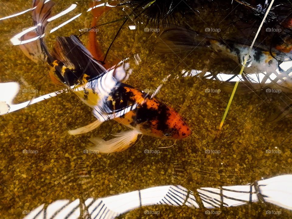 Beautiful fish 🐠 !!!