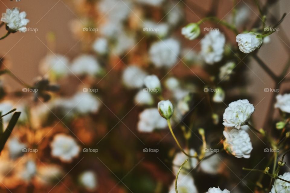 Flower close up 