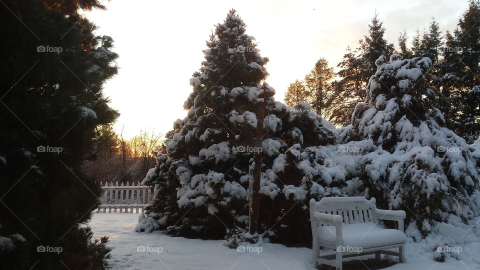 Snow covered evergreen tree at sunrise