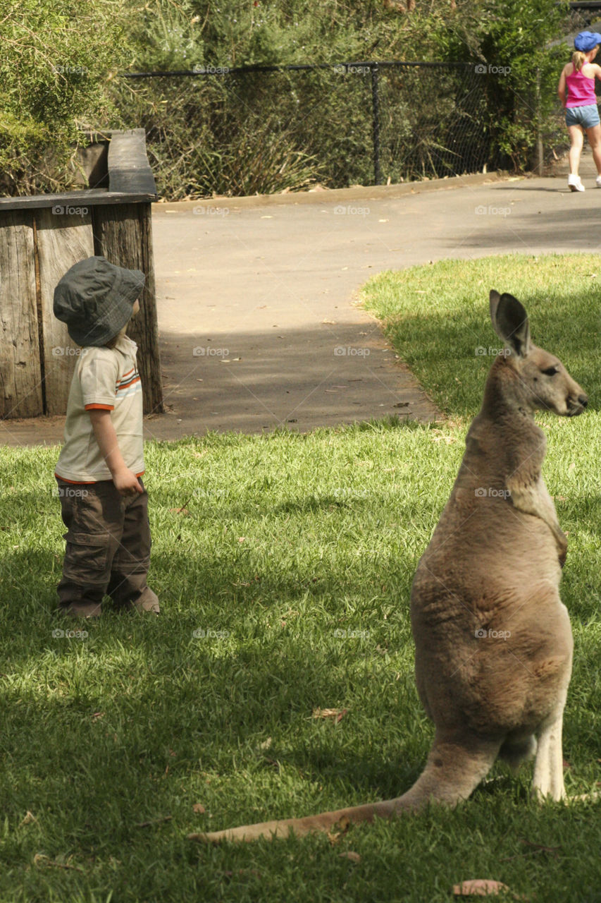 A child standing near a wallaby in an animal park