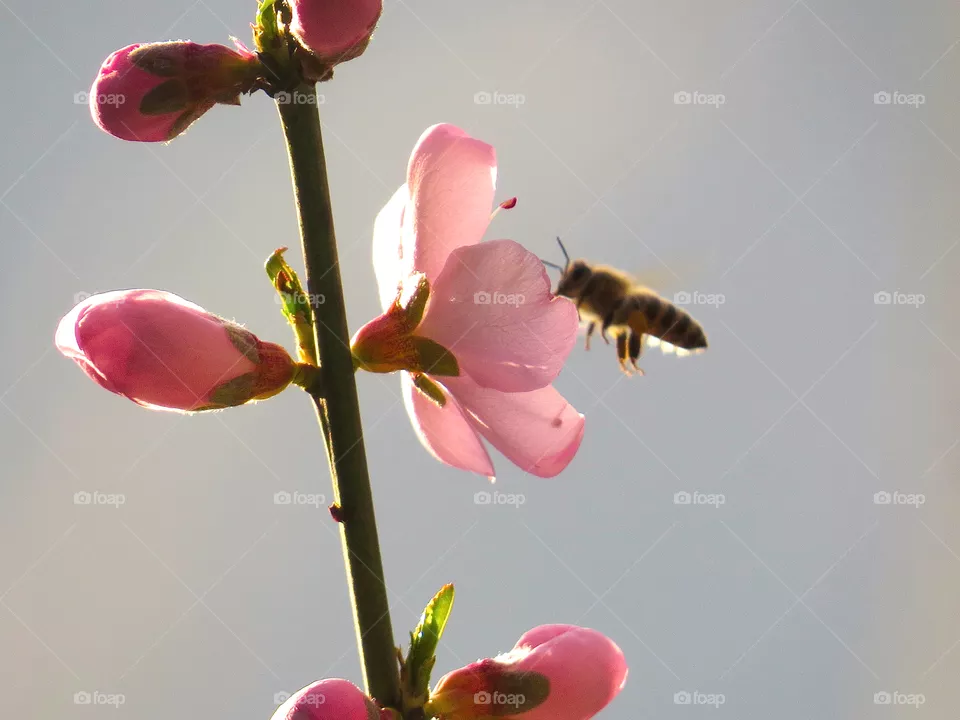 bees