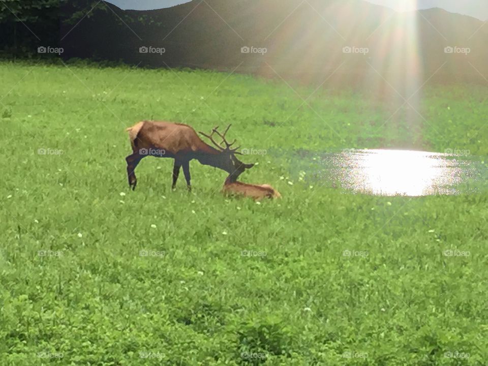 Double Exposure Elk Photo