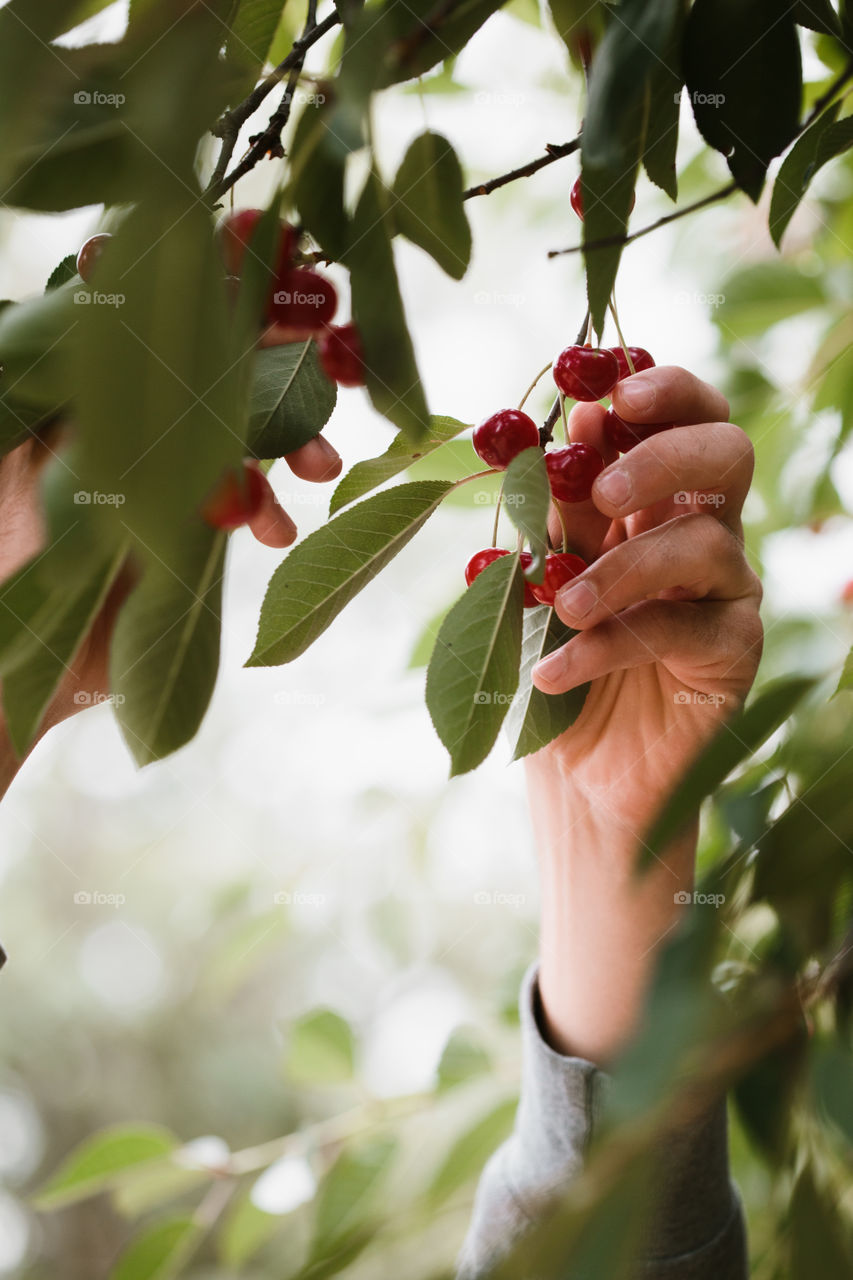 Young man picking cherry berries from tree