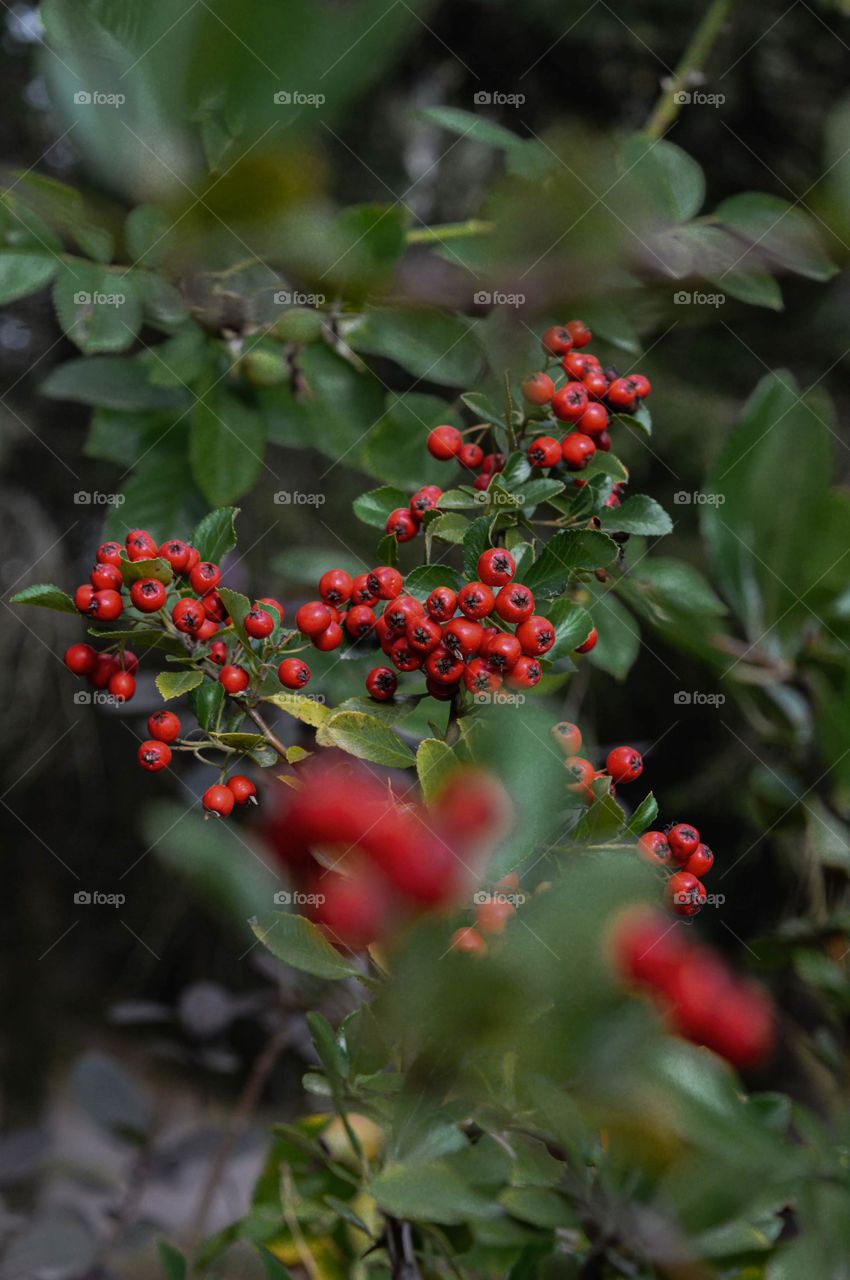 Some kind of berry bush. Berries show up at fall time.