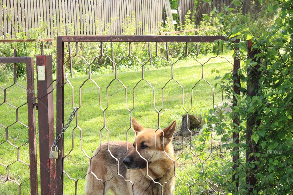 Dog and countryside 💚🐕