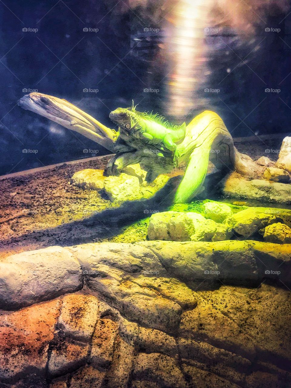 Green Iguana, at Al Ain Zoo 