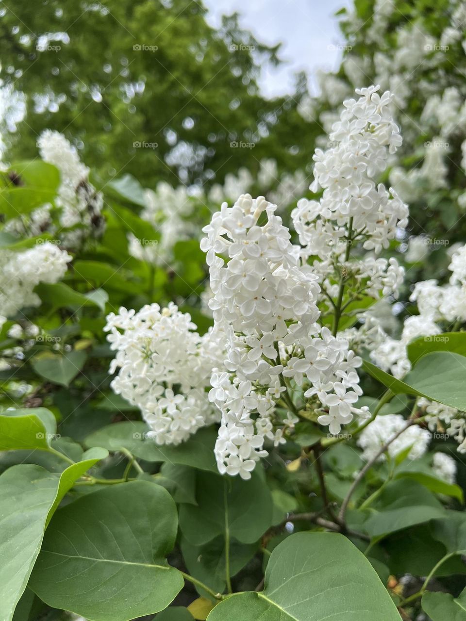 White lilac