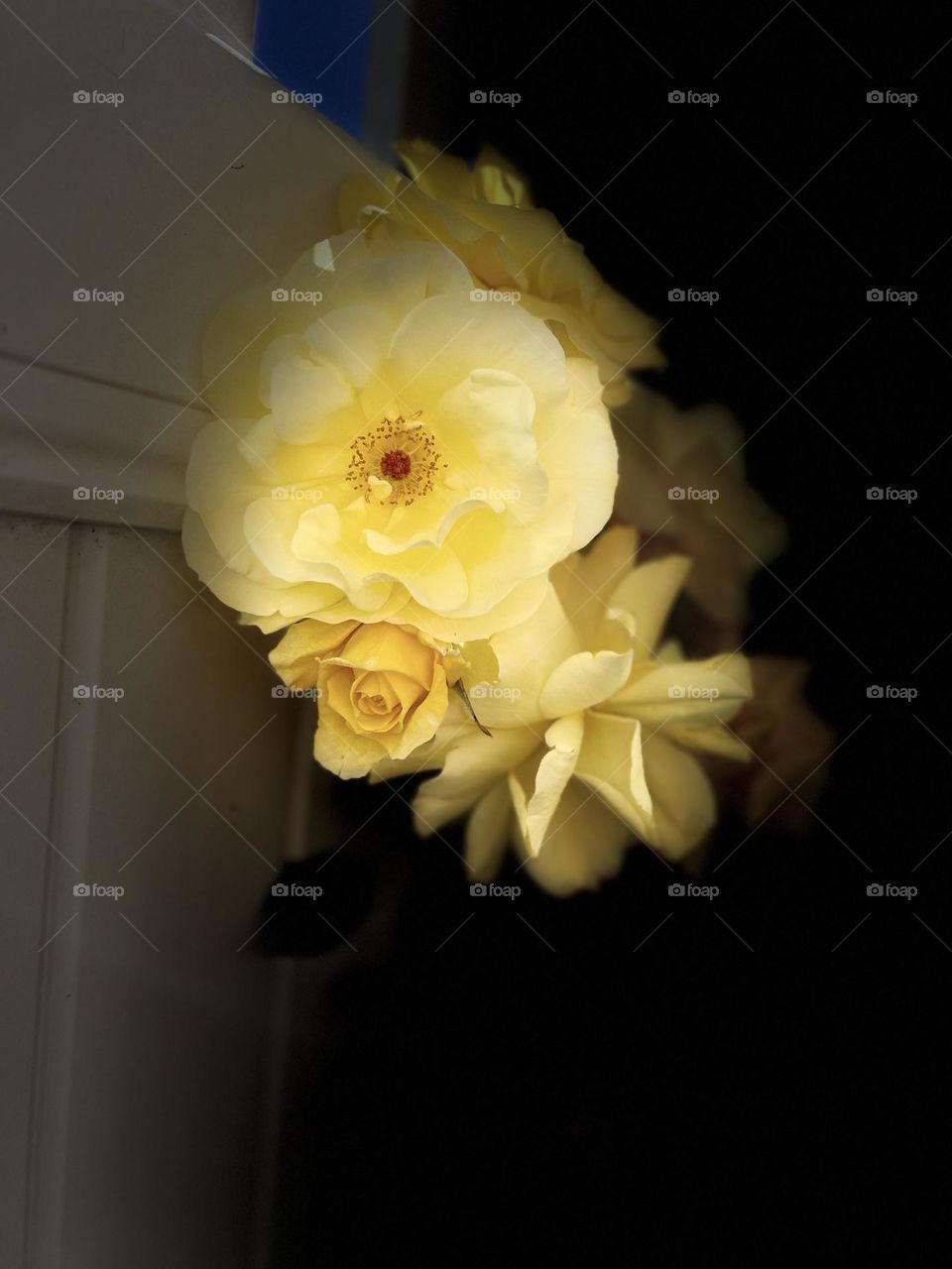 Yellow Rose