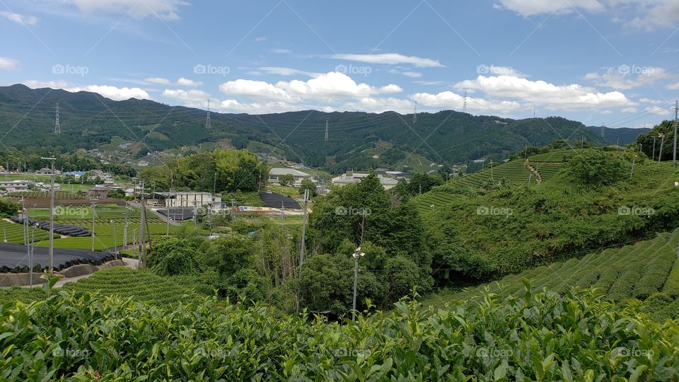 Hills of Wazuka - Japan