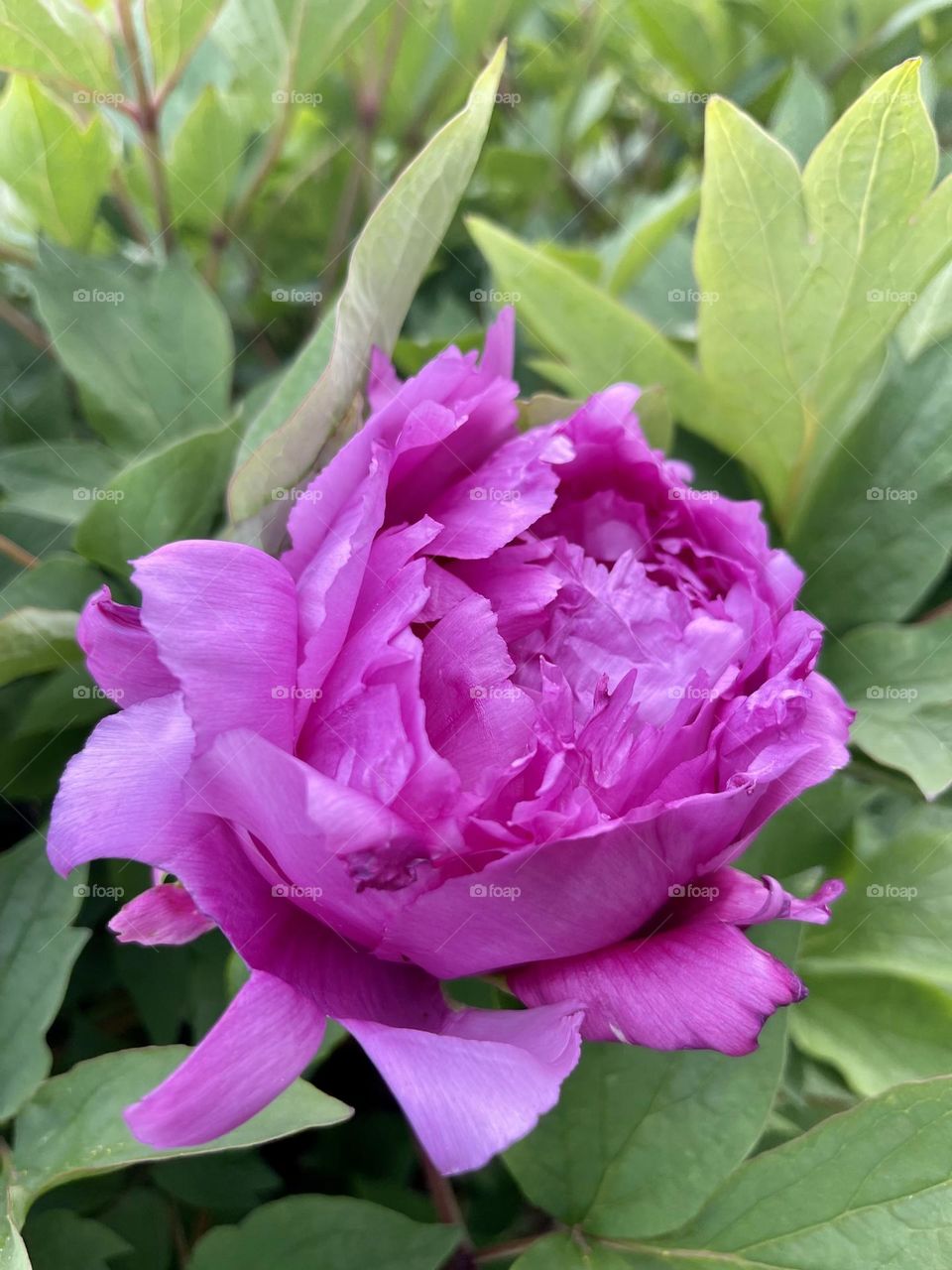 Stunning tree peony, an early spring flower. 