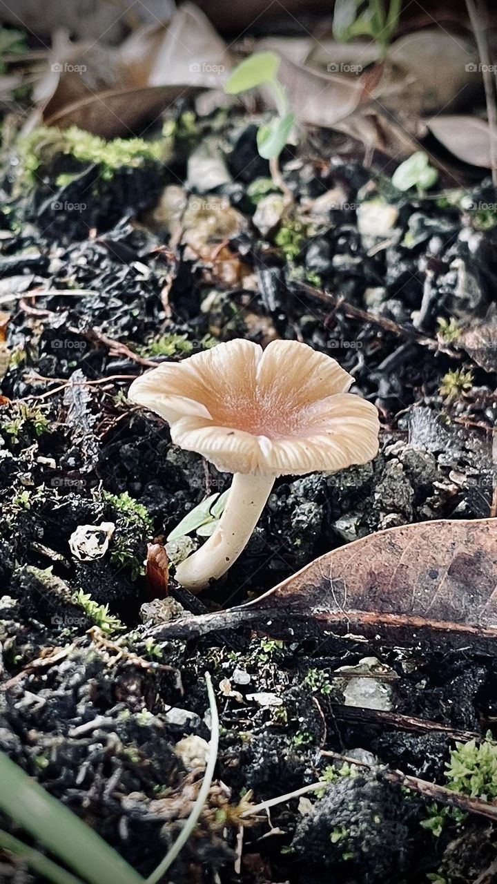 Fungus