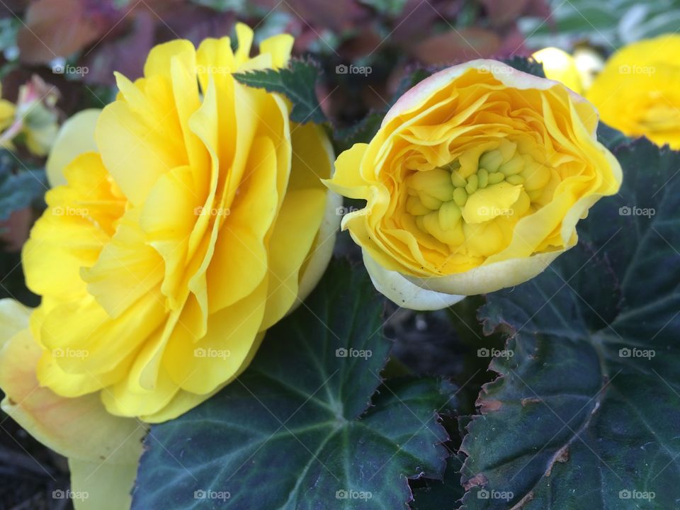 Two yellow flowers 
