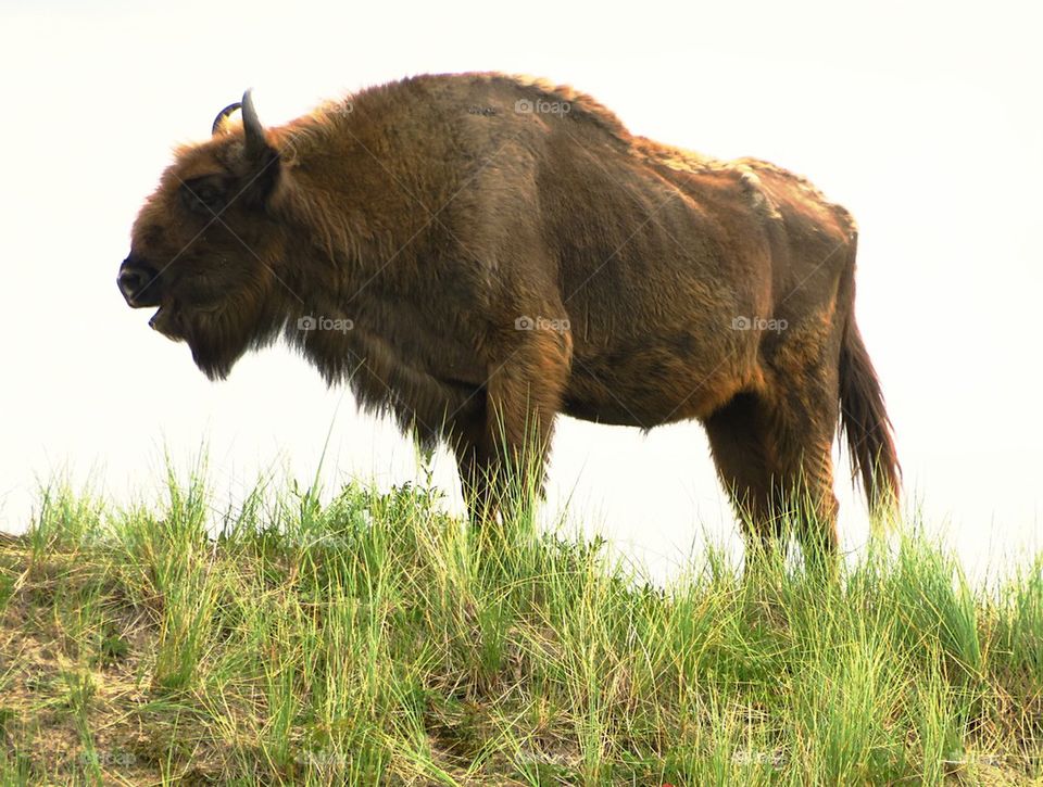 European bison on grass