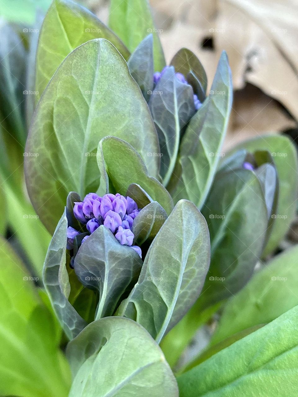 Leaves and flower buds of Virginia bluebells