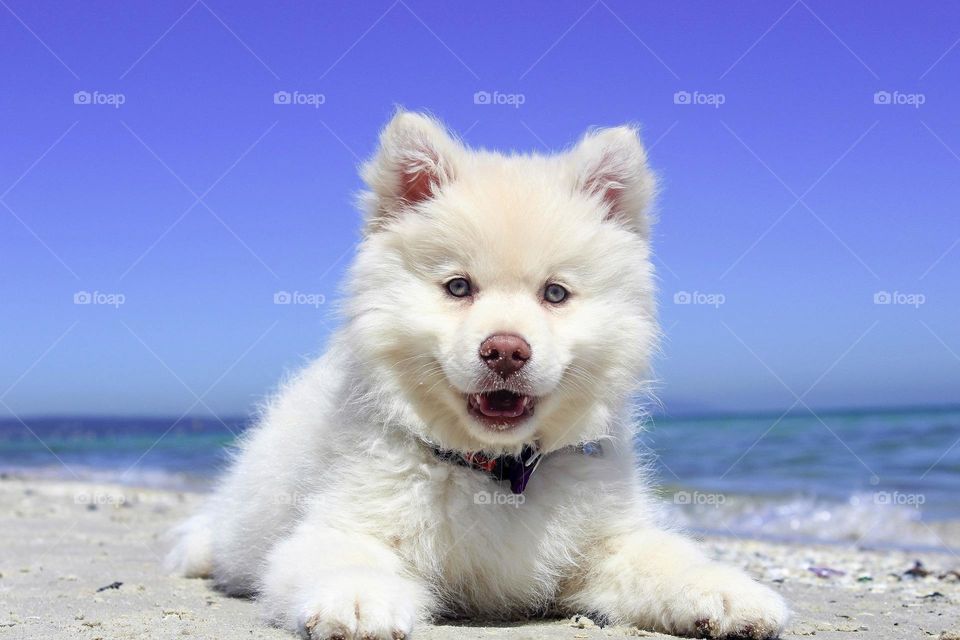 I would like describe this photo most beautiful and white dog