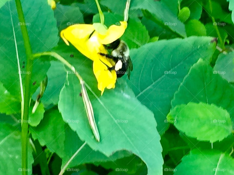 Bee in the wildflowers 