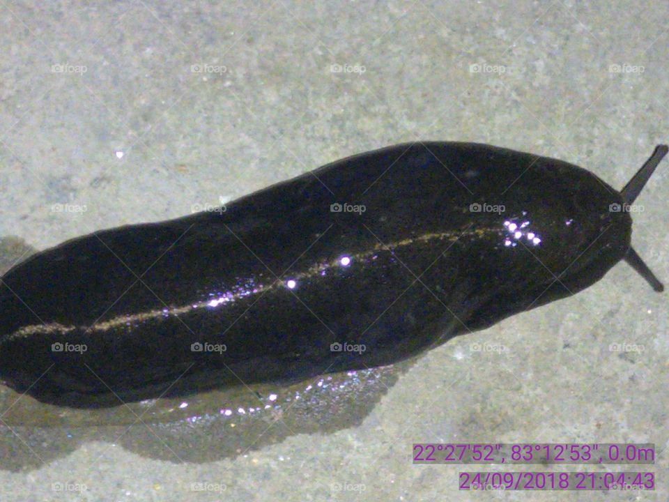 The very beautiful snail every night gets out of the food table, its color is like a black-violet velvet.