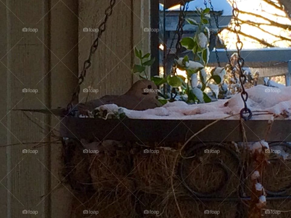 Parental Sacrifice -Dove sitting on eggs through snow