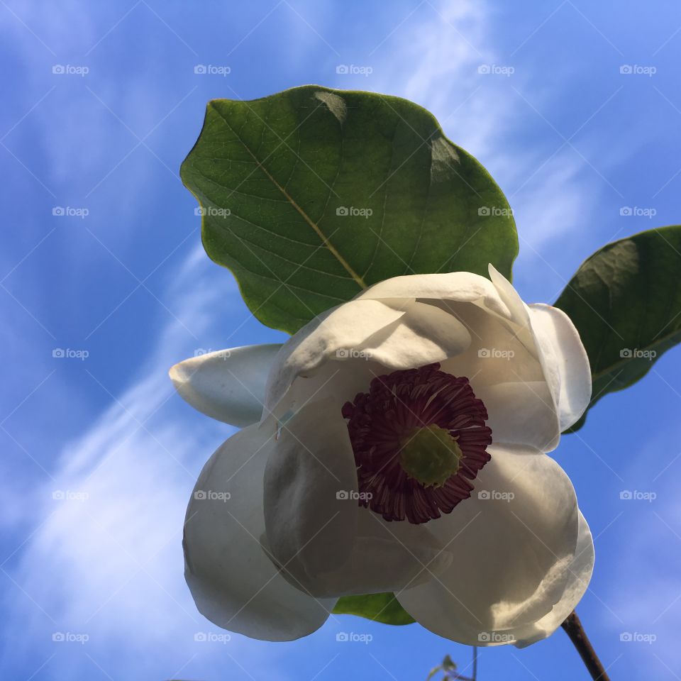 Magnolia Sieboldii 