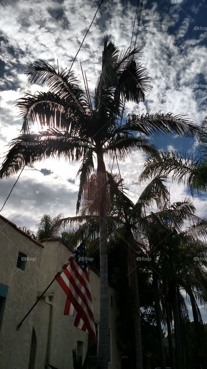 Flag and tree