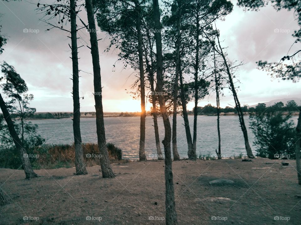 sunset between trees