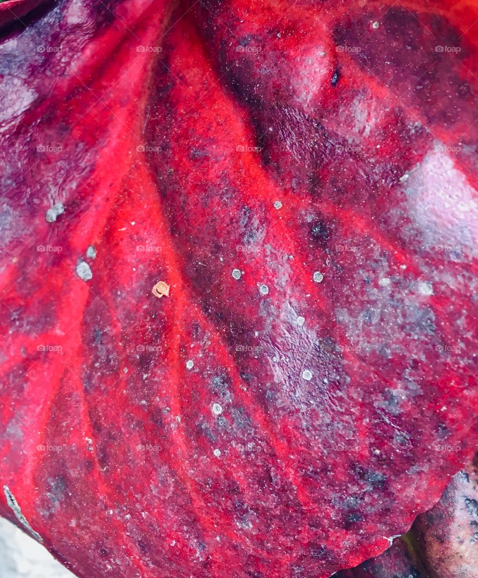 Red striations on a leaf
