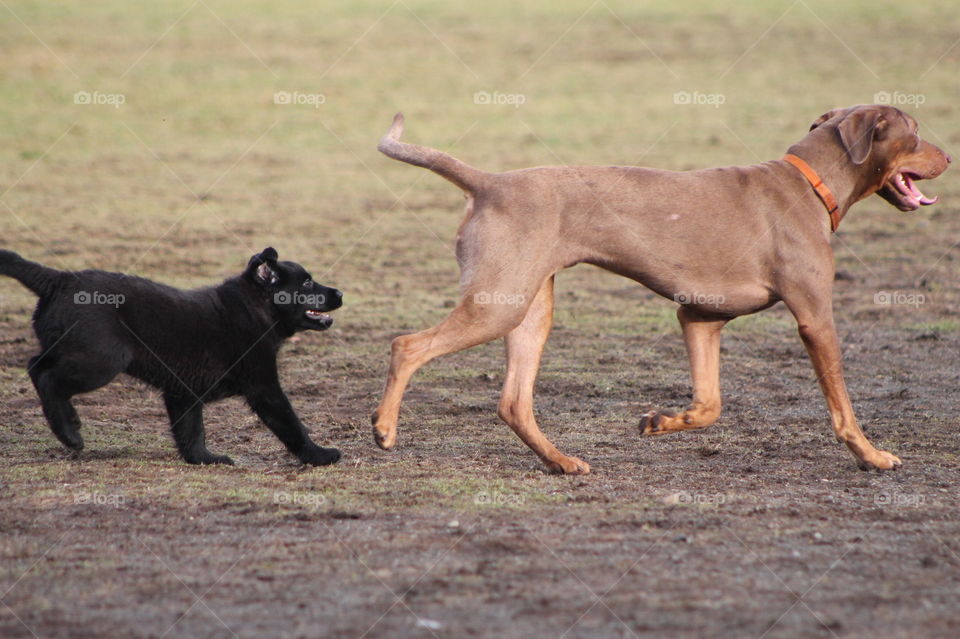 It was dog park time today and it was very busy! This black puppy quietly followed all the dogs around trying to get in on some of the playtime. At only 9 weeks old he was feeling a little overwhelmed by all the high energy dogs!!!