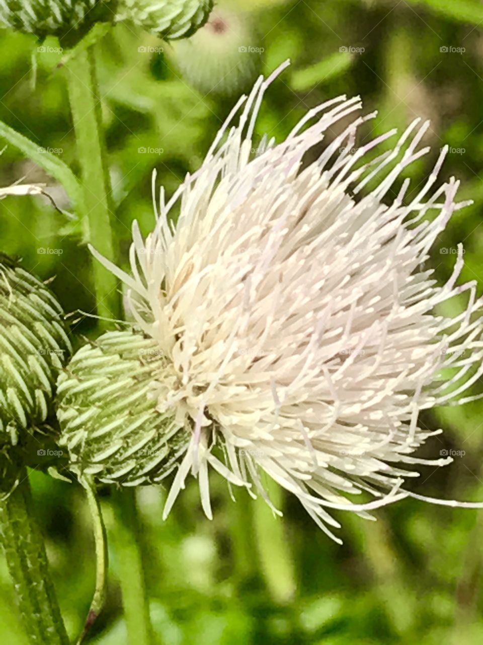 White thistle 