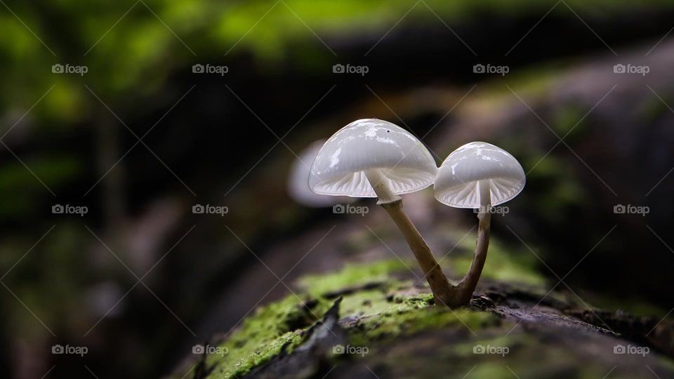 Mushroom