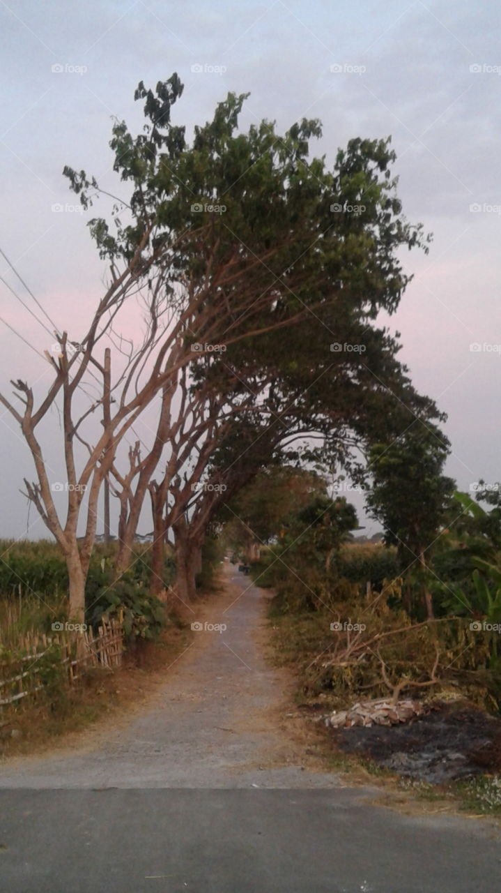 trees on the roadside of rice fields