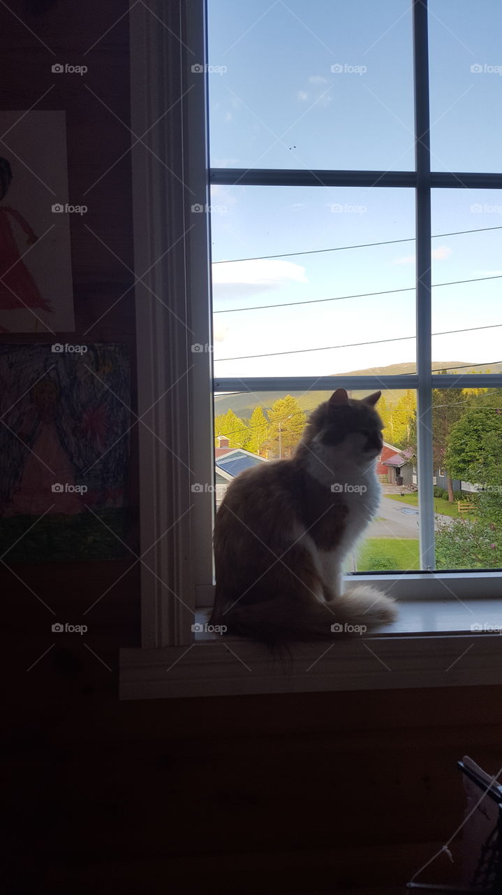 Cat in window.