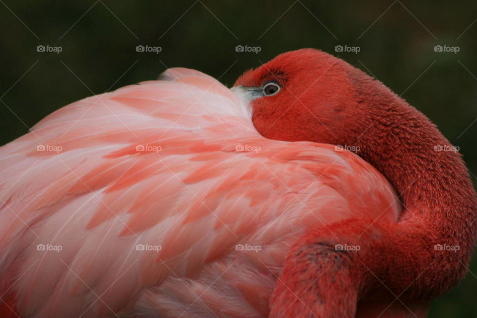 flamingo