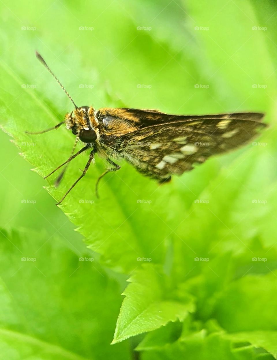 Skippers (Lesser Dart)