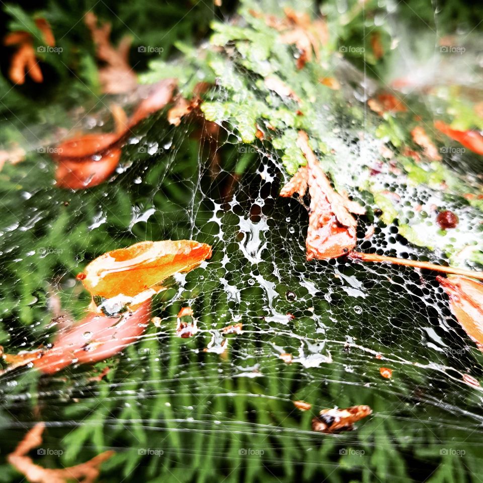 Spider's Web on a rainy day in fall.