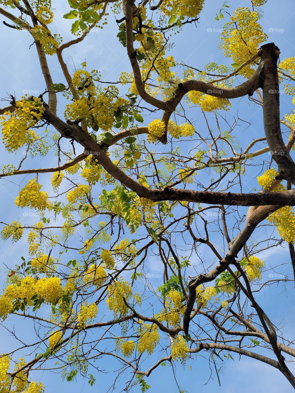 Golden shower flowers bloomed