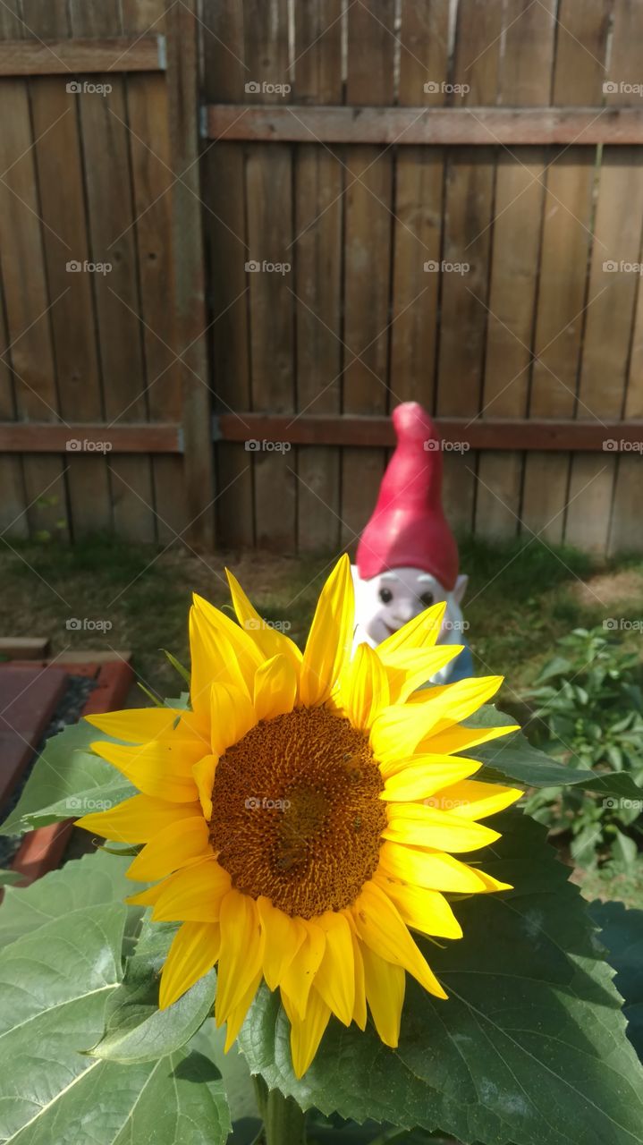 happy sunflower creepy gnome