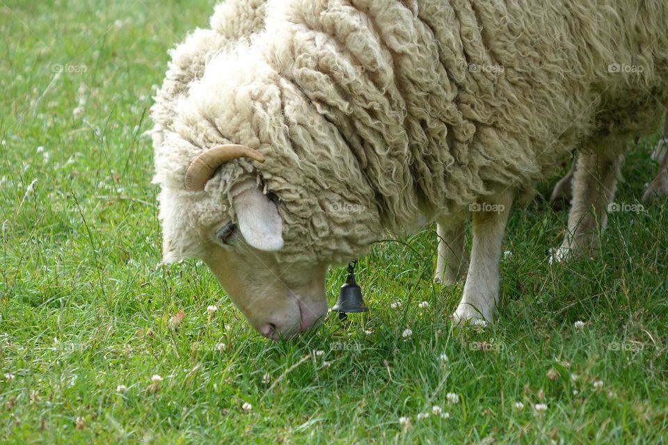 sheep with bell