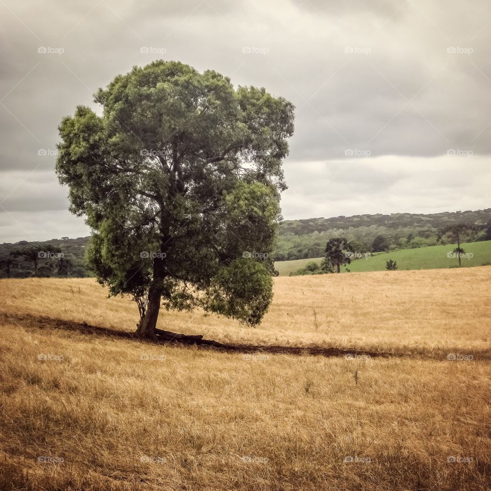 Tree isolated