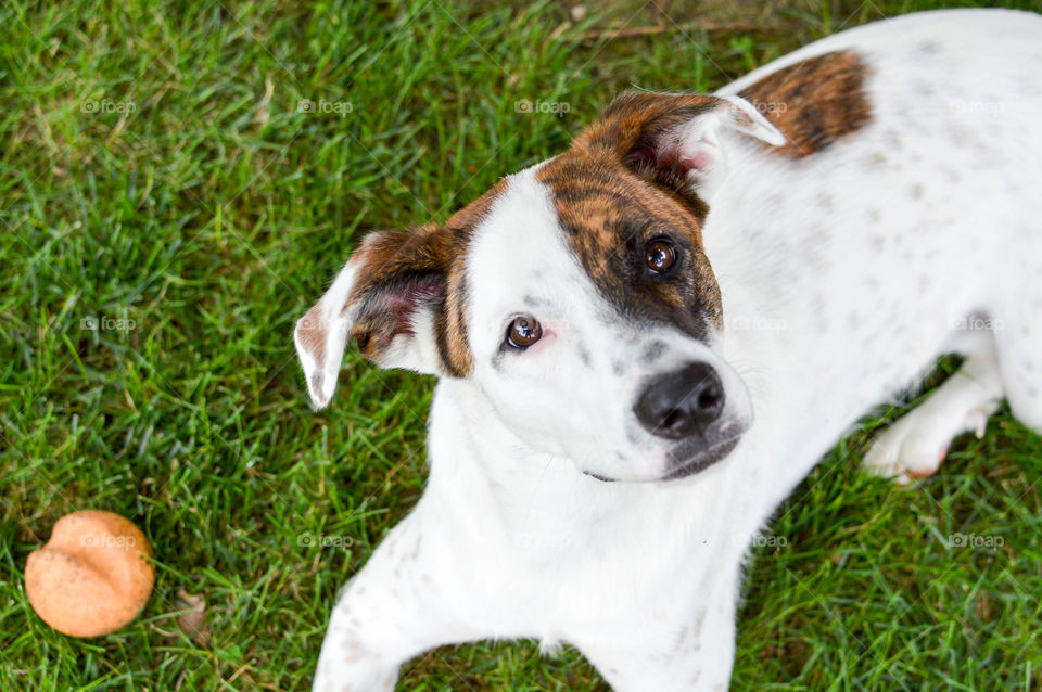 Mixed breed puppy laying in the grass with a toy ball and looking up